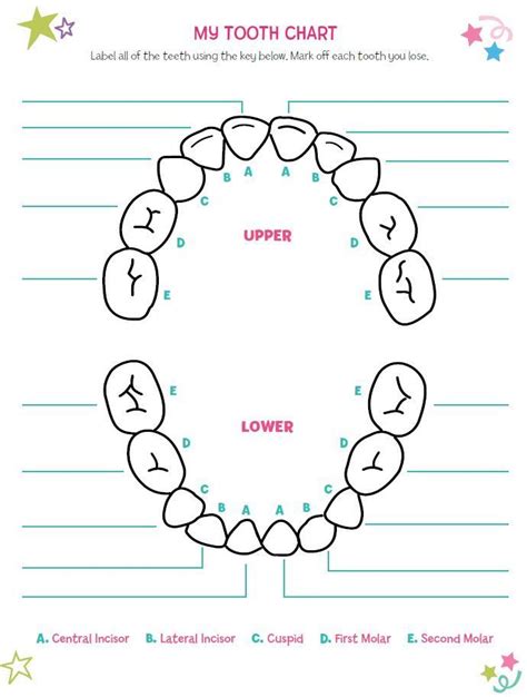 printable tooth chart yahoo search results tooth fairy ideas