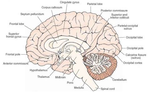 Cerebral Cortex [operative Neurosurgery]