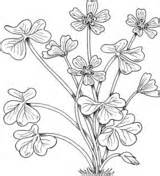 Montana Coloring Flowers State Flower Sorrel Wood sketch template