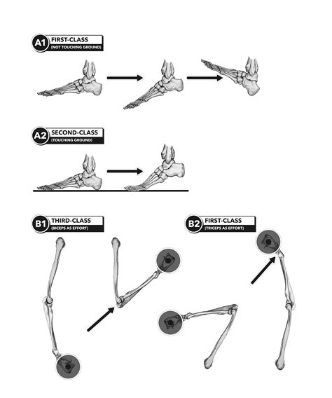 crossfit anatomy  levers part  lever
