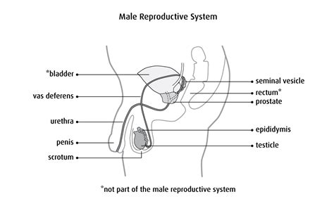 Genial Male Reproductive System Diagram Labeled Easy