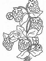 Blumen Schablone Schablonen Wuppsy sketch template