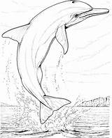 Dolphin Coloring Pages Dolphins Printable Realistic Bottlenose Kids Killer Whale Drawing Animal Animals Line Adult Cliparts Drawings Colouring Book Adults sketch template