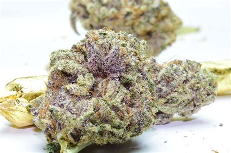 purple kush cannabis strain las