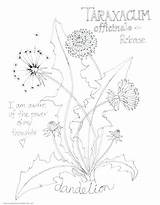 Coloring Dandelion Pages Botany Getcolorings Getdrawings sketch template