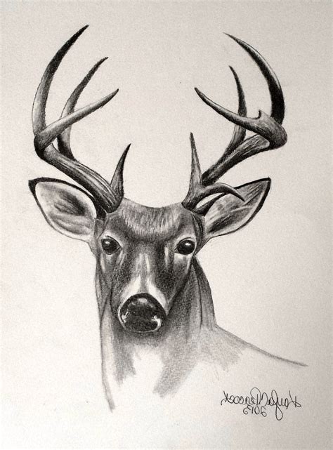 pencil drawing  deer  getdrawings