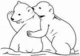 Bear Polar Coloring Baby Pages Coloring4free Related Posts sketch template
