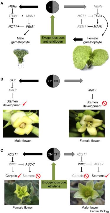 Plant Sex Determination Current Biology
