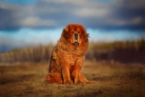 tibetan mastiff full profile history  care