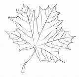 Maple Leaf Coloring Pages Drawing Fall Printable Draw Feuille Dessin Step Supercoloring Kids Print Tutorials Arbre Realistic érable Coloriage Dessiner sketch template
