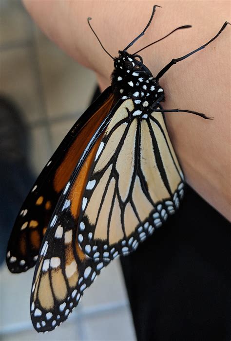 male monarch butterfly rinsects