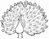 Peacock Coloring Pages Kids Beautiful Girls sketch template