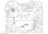 Pond Coloring Animals Pages Life Plants Printable Habitat Kids Color Print Template sketch template