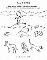 Prairie Coloring Dog Animals Pages Popular sketch template