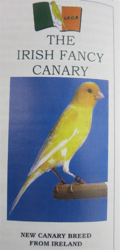 canary tales catching    reading irish fancy