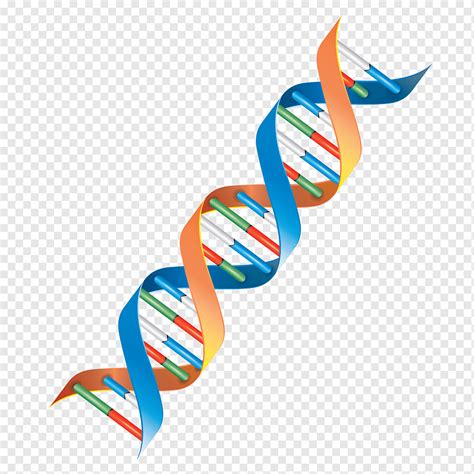 dna png pngwing