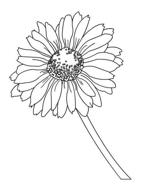 daisy flower coloring pages   print daisy flower coloring pages