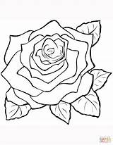 Coloring Rose Pages Printable Supercoloring sketch template