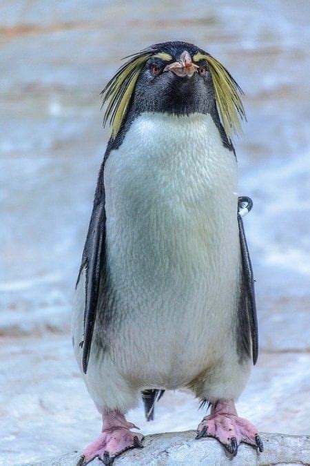 Penguin Awareness Day January 20th I Love Veterinary