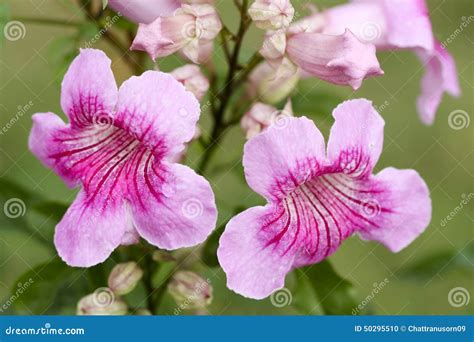 pink trumpet stock photo image  color fresh beautiful