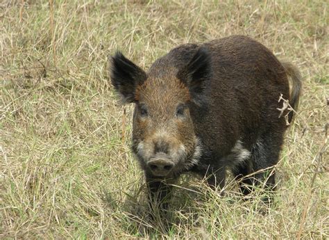 busting feral hog myths agrilife today