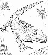 Crocodile Animaux Coloriage Coloriages Caiman Alligator Kunjungi sketch template