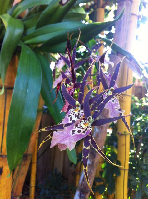 bamboo orchids orquideas flores raras orquidea