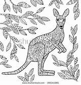 Coloring Kangaroo Wallaby Adult Illustration Vector Animal Colouring Pages Stock Shutterstock Australian Designlooter Visit Animals Preview 470px 94kb sketch template