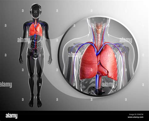 abbildung der menschlichen lunge anatomie stockfotografie alamy