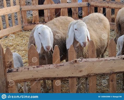 ancient breed sheep   wooden fence stock photo image  domestic