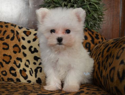 teacup maltese puppies  dog pictures gallery pictures  animals