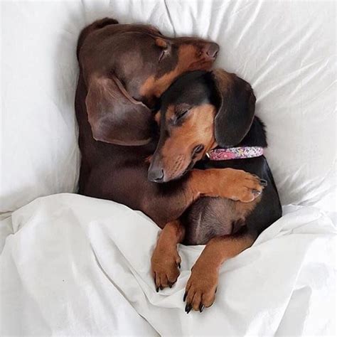 Dachshund On Instagram “sleep Hug 😘♥️♥️ 🎬 Teddyminisausage 😘 👉tag