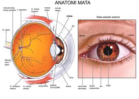 human eye graphics biological science picture directory pulpbitsnet