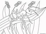 Ant Animal Cutter sketch template