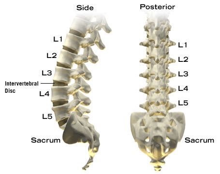 mzicourseworkyxvxfccom  spine retrolisthesis