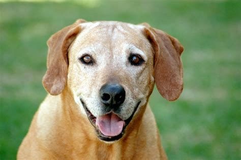 tuesday top ten reasons  adopt  senior dog doggiescom dog blog