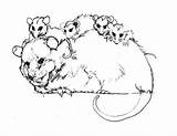Possum Coloring Opossum Colouring Pages Color Family Glider Sugar Printable Magic Getcolorings Online Comments Print Hanging Getdrawings Coloringhome sketch template