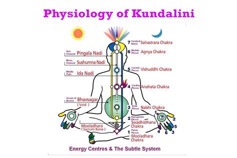 physiology  kundalini learn   kundalini yoga