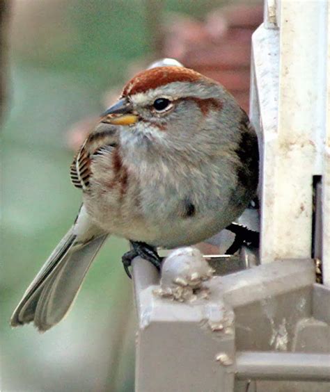 nature tales  camera trails  tree sparrow arrives