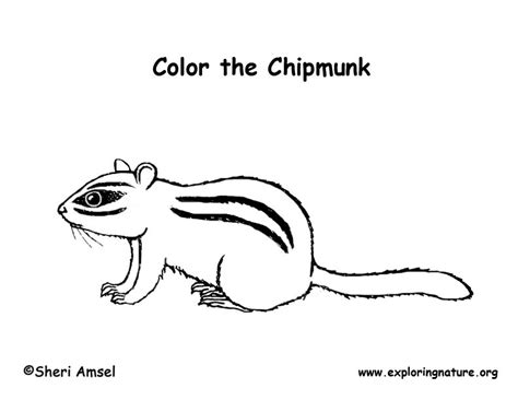 chipmunk coloring page