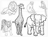 Zoo Animals Preschool Letter Color Clever Sprouts Tackled Oo 23rd February Had Them sketch template
