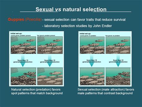 Sexual Selection Incel Wiki