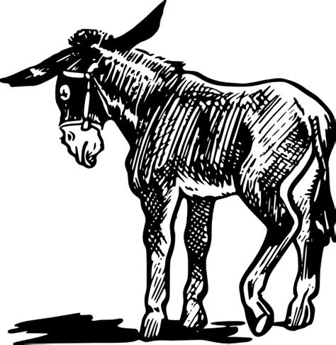 donkey outline  black  white clip art  clkercom vector clip