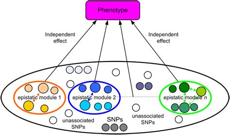 relationship between phenotype and genotype illustrated with epistatic