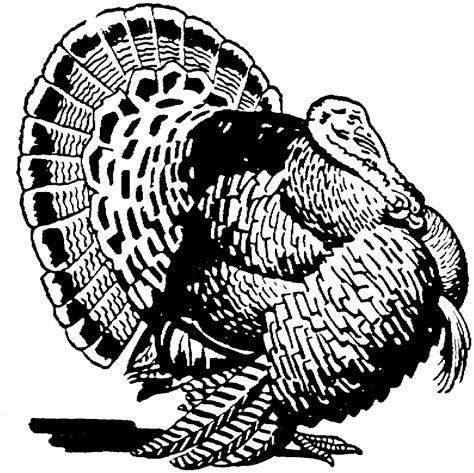 turkey coloring pages  adults  turkey coloring pages