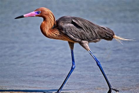 reddish egret   conspicuously long legged long necked wader  coastal regions