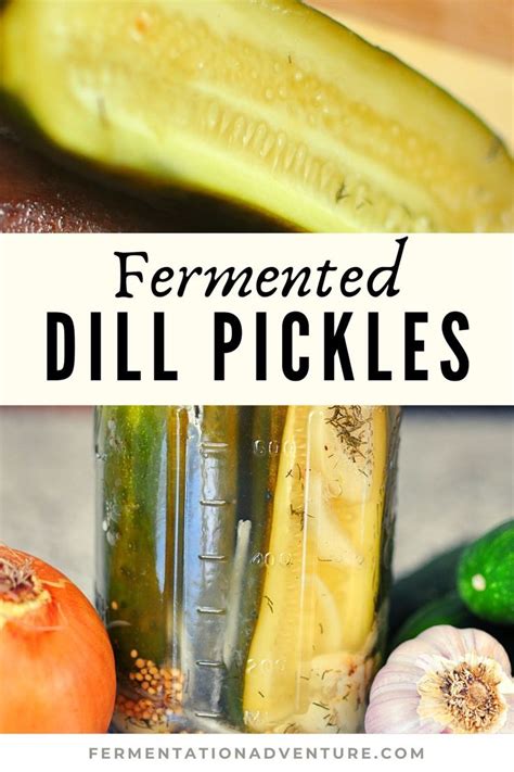 Dill Pickles Dill Pickle Pickles Fermentation My Xxx Hot Girl