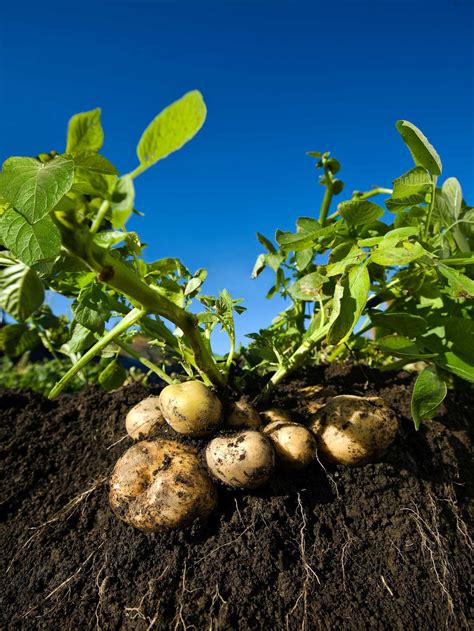 grow potatoes growing potatoes guide