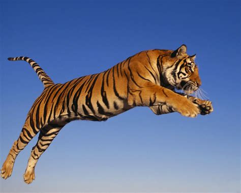 tigre du bengale tropicarept