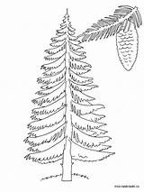 Tree Fir Coloring Pages Printable Trees Color Recommended sketch template